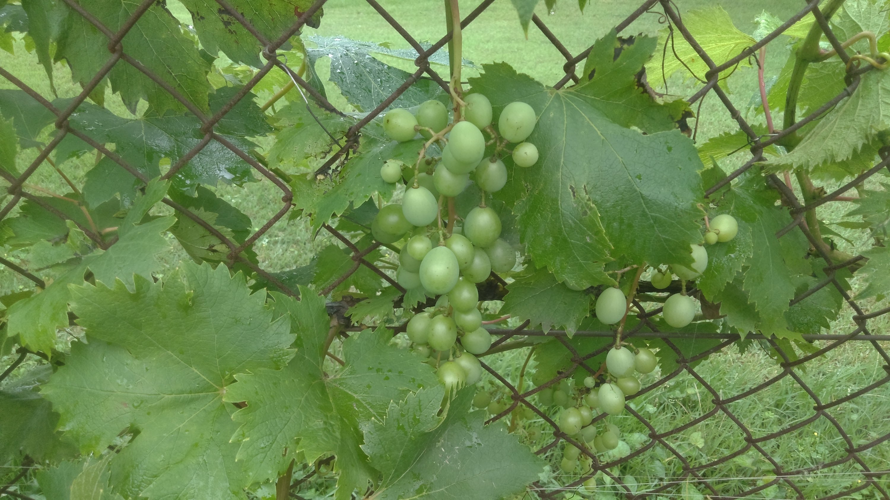 おいしいブドウも自家栽培 6年目の今年こそ自分へ 34房ありそうです 緑化機械メカニックの ブログ