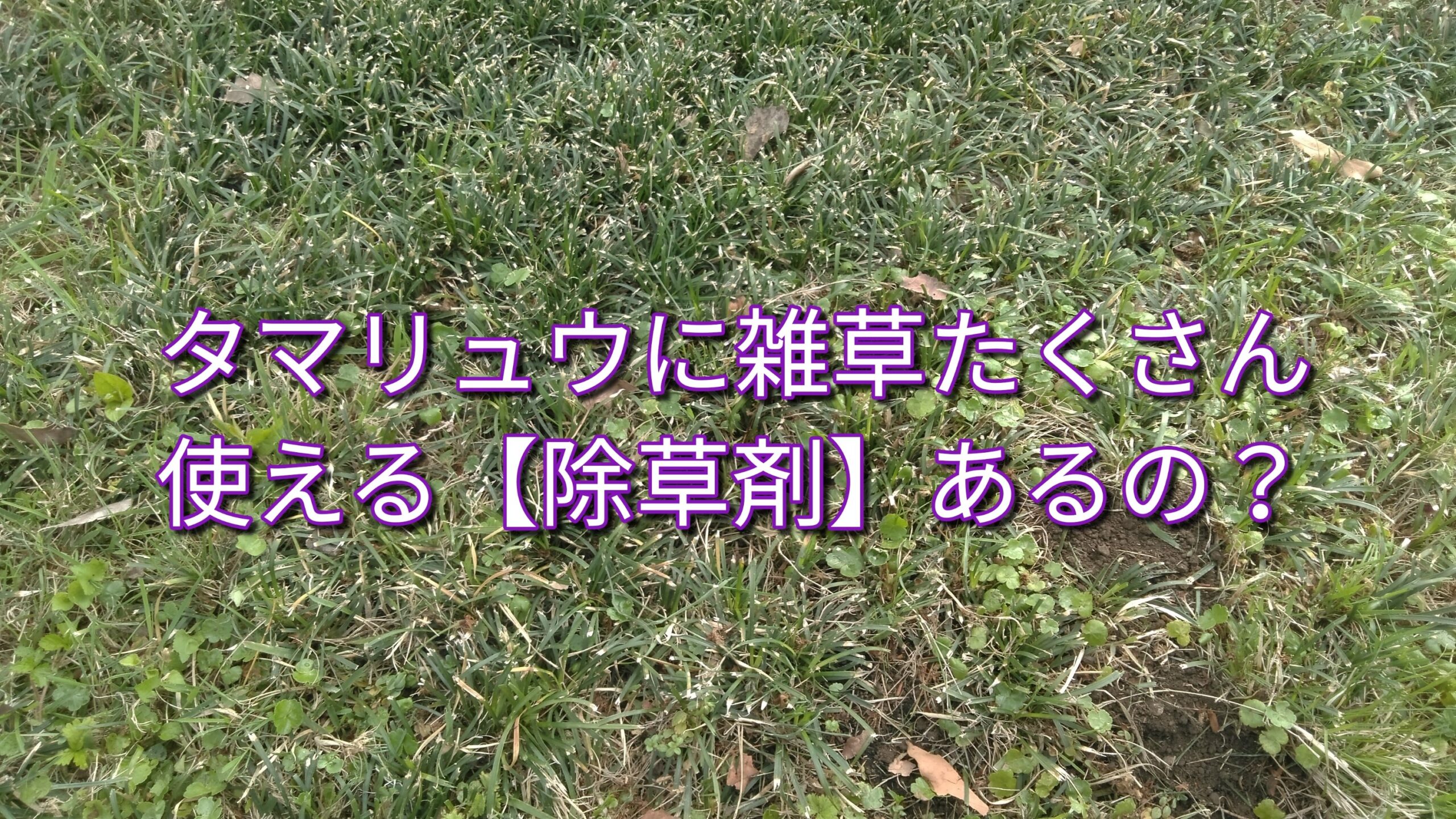 タマリュウに適用【除草剤実験】 ☆緑化機械メカニックの☆ブログ☆